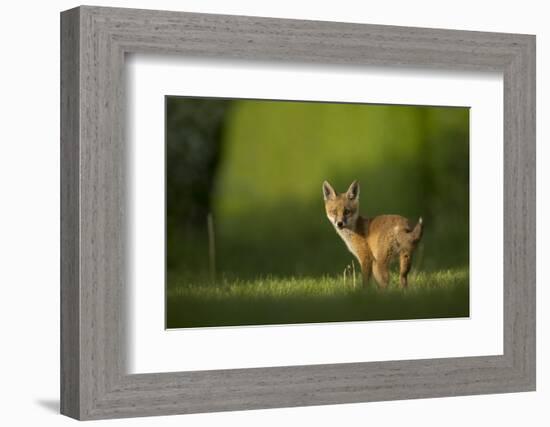 Red fox cub looking over shoulder at camera. Sheffield, UK-Paul Hobson-Framed Photographic Print