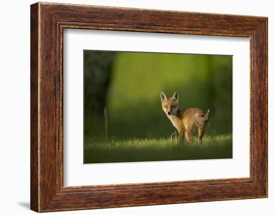 Red fox cub looking over shoulder at camera. Sheffield, UK-Paul Hobson-Framed Photographic Print