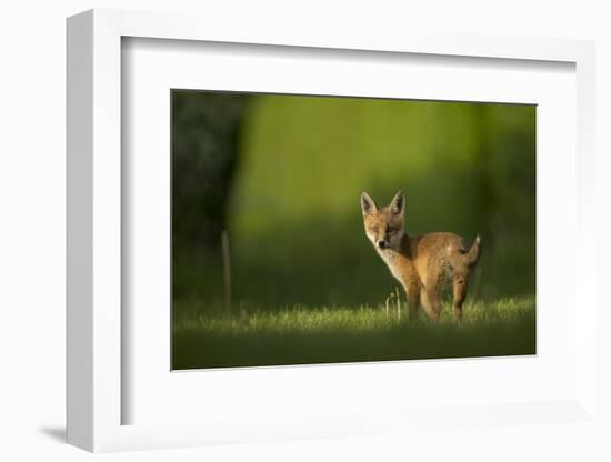 Red fox cub looking over shoulder at camera. Sheffield, UK-Paul Hobson-Framed Photographic Print