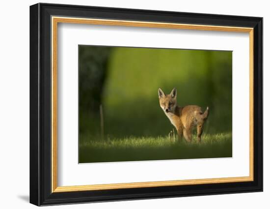 Red fox cub looking over shoulder at camera. Sheffield, UK-Paul Hobson-Framed Photographic Print