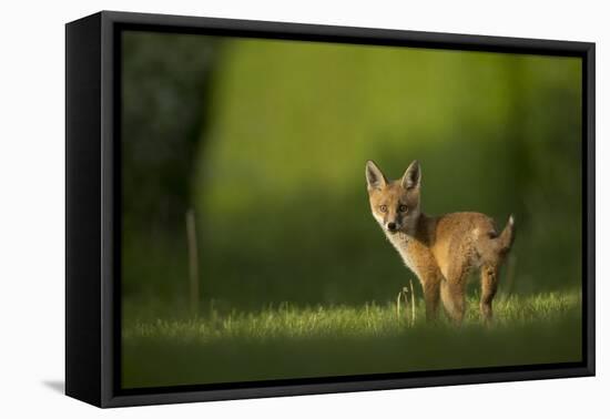 Red fox cub looking over shoulder at camera. Sheffield, UK-Paul Hobson-Framed Premier Image Canvas