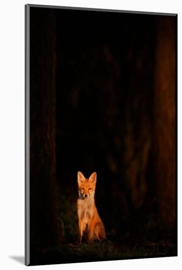 Red fox cub sitting in the forest in a ray of golden sunlight-Andrew Parkinson-Mounted Photographic Print