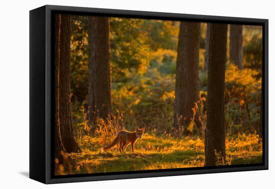 Red fox cub wandering through pine forest in evening, UK-Andrew Parkinson-Framed Premier Image Canvas