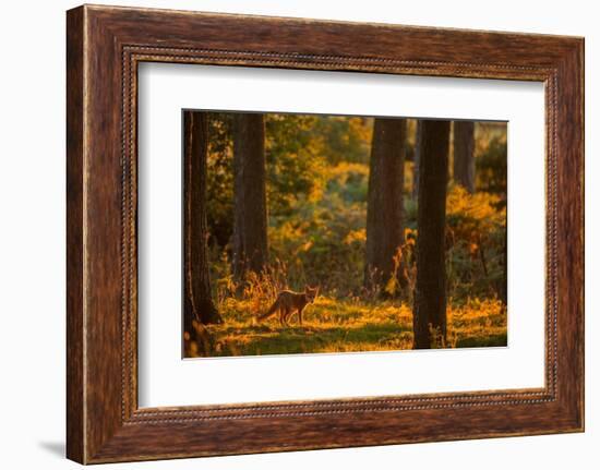 Red fox cub wandering through pine forest in evening, UK-Andrew Parkinson-Framed Photographic Print