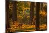 Red fox cub wandering through pine forest in evening, UK-Andrew Parkinson-Mounted Photographic Print