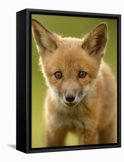 Red Fox Cub-Assaf Gavra-Framed Premier Image Canvas