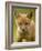 Red Fox Cub-Assaf Gavra-Framed Photographic Print