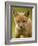 Red Fox Cub-Assaf Gavra-Framed Photographic Print