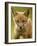 Red Fox Cub-Assaf Gavra-Framed Photographic Print