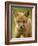 Red Fox Cub-Assaf Gavra-Framed Photographic Print