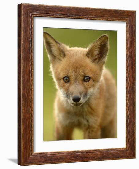 Red Fox Cub-Assaf Gavra-Framed Photographic Print