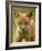 Red Fox Cub-Assaf Gavra-Framed Photographic Print