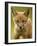 Red Fox Cub-Assaf Gavra-Framed Photographic Print