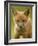 Red Fox Cub-Assaf Gavra-Framed Photographic Print