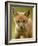 Red Fox Cub-Assaf Gavra-Framed Photographic Print