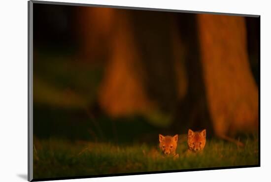 Red fox cubs emerging from their forest den in evening, UK-Andrew Parkinson-Mounted Photographic Print