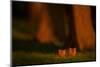 Red fox cubs emerging from their forest den in evening, UK-Andrew Parkinson-Mounted Photographic Print