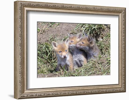 Red Fox Cubs (Vulpes Vulpes), Middlesborough, United Kingdom, Europe-David Gibbon-Framed Photographic Print