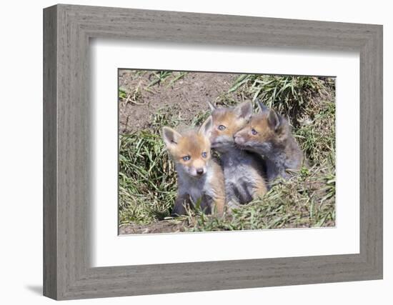 Red Fox Cubs (Vulpes Vulpes), Middlesborough, United Kingdom, Europe-David Gibbon-Framed Photographic Print