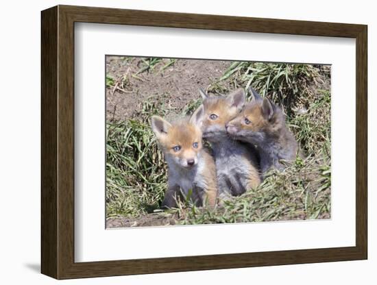 Red Fox Cubs (Vulpes Vulpes), Middlesborough, United Kingdom, Europe-David Gibbon-Framed Photographic Print