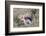 Red Fox Cubs (Vulpes Vulpes), Middlesborough, United Kingdom, Europe-David Gibbon-Framed Photographic Print