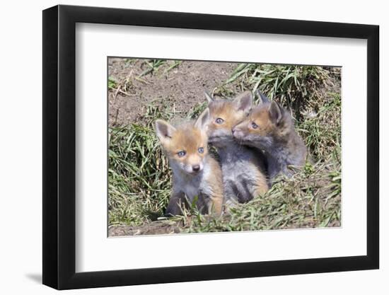 Red Fox Cubs (Vulpes Vulpes), Middlesborough, United Kingdom, Europe-David Gibbon-Framed Photographic Print