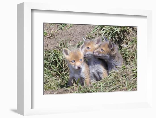 Red Fox Cubs (Vulpes Vulpes), Middlesborough, United Kingdom, Europe-David Gibbon-Framed Photographic Print