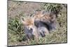 Red Fox Cubs (Vulpes Vulpes), Middlesborough, United Kingdom, Europe-David Gibbon-Mounted Photographic Print