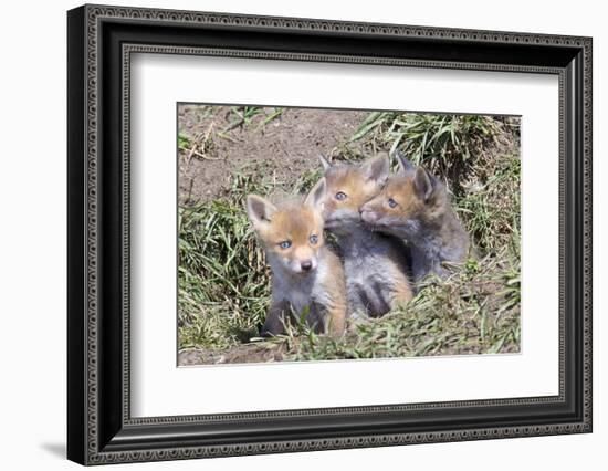 Red Fox Cubs (Vulpes Vulpes), Middlesborough, United Kingdom, Europe-David Gibbon-Framed Photographic Print