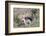 Red Fox Cubs (Vulpes Vulpes), Middlesborough, United Kingdom, Europe-David Gibbon-Framed Photographic Print