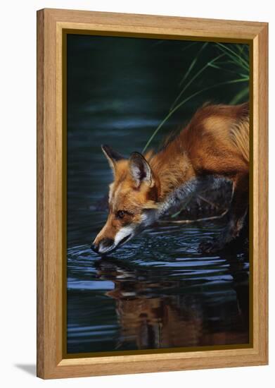 Red Fox Drinking Water-W^ Perry Conway-Framed Premier Image Canvas