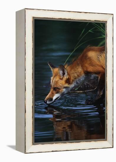 Red Fox Drinking Water-W^ Perry Conway-Framed Premier Image Canvas