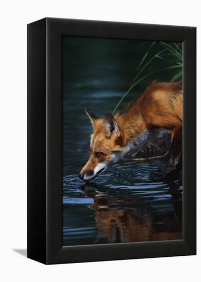 Red Fox Drinking Water-W^ Perry Conway-Framed Premier Image Canvas