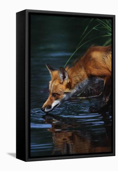 Red Fox Drinking Water-W^ Perry Conway-Framed Premier Image Canvas