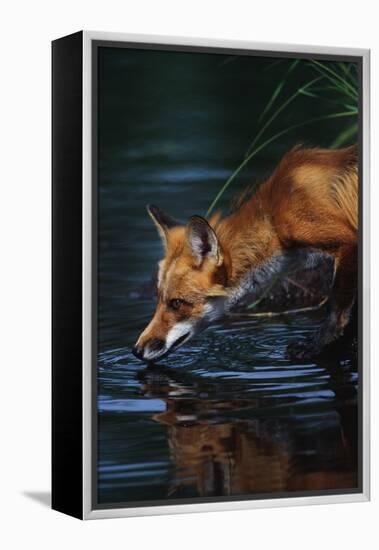 Red Fox Drinking Water-W^ Perry Conway-Framed Premier Image Canvas