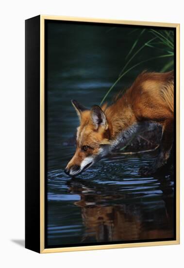 Red Fox Drinking Water-W^ Perry Conway-Framed Premier Image Canvas