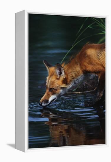 Red Fox Drinking Water-W^ Perry Conway-Framed Premier Image Canvas