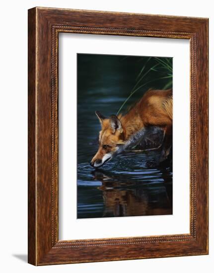 Red Fox Drinking Water-W^ Perry Conway-Framed Photographic Print