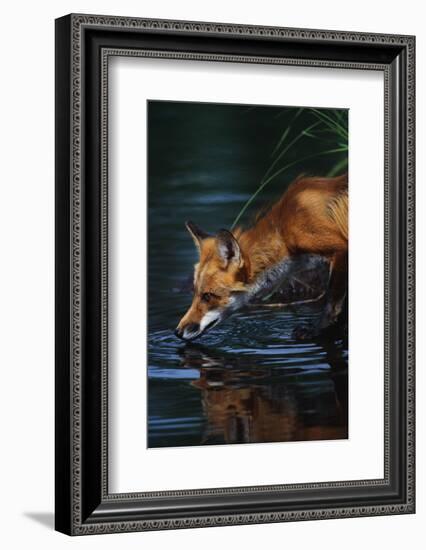 Red Fox Drinking Water-W^ Perry Conway-Framed Photographic Print