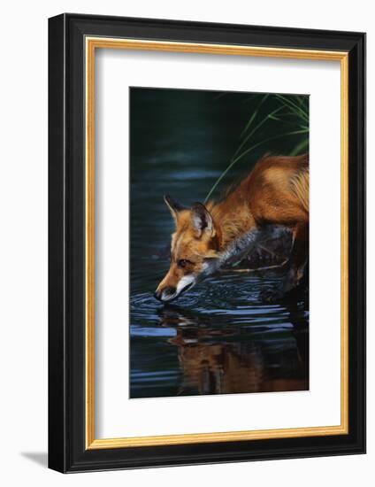 Red Fox Drinking Water-W^ Perry Conway-Framed Photographic Print