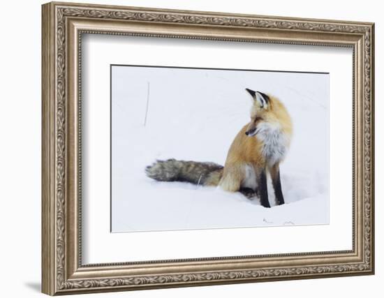 Red Fox during winter-Ken Archer-Framed Photographic Print