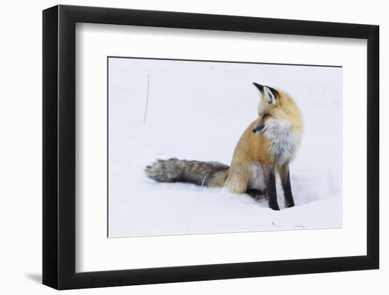 Red Fox during winter-Ken Archer-Framed Photographic Print