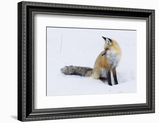 Red Fox during winter-Ken Archer-Framed Photographic Print