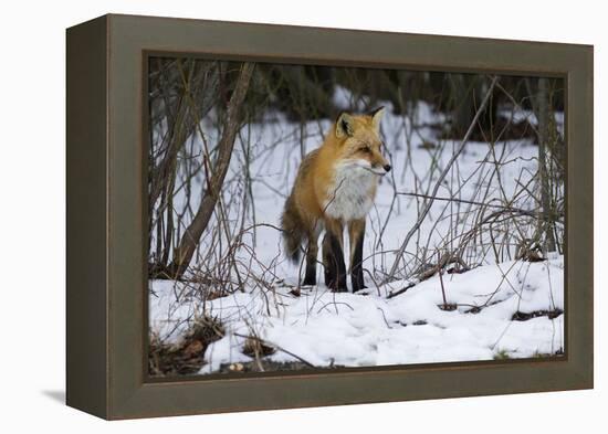 Red Fox Foraging-Joe McDonald-Framed Premier Image Canvas