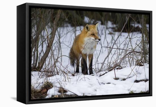 Red Fox Foraging-Joe McDonald-Framed Premier Image Canvas