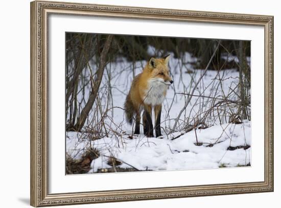 Red Fox Foraging-Joe McDonald-Framed Photographic Print