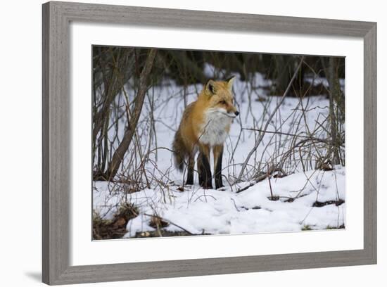 Red Fox Foraging-Joe McDonald-Framed Photographic Print