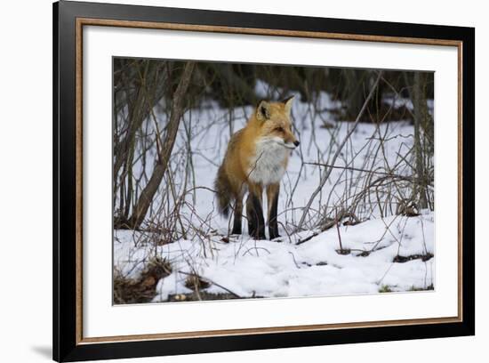 Red Fox Foraging-Joe McDonald-Framed Photographic Print