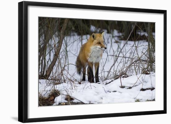 Red Fox Foraging-Joe McDonald-Framed Photographic Print