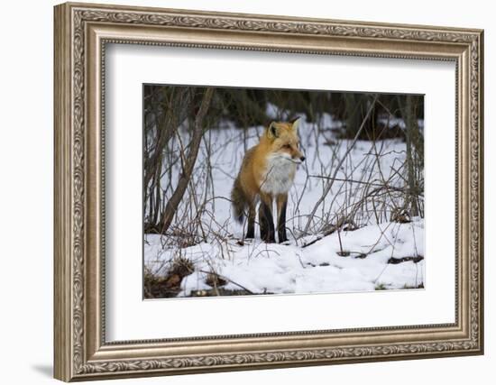 Red Fox Foraging-Joe McDonald-Framed Photographic Print